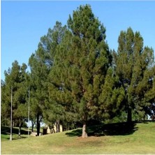 Die Grup 10 Tohum Pinus Elderica Iran Çamı Tohumu