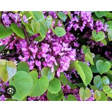 2 adet Tüplü Erguvan Fidanı (30-60 cm)