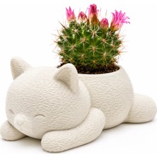 Msv Studio 3d Msv Studio Dekoratif Kedi Saksı / Sukulent ve Kaktüs Için Mini Saksı