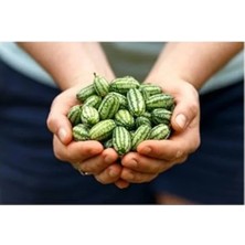 Hakay 10 Adet Cüce Cucamelon Tohumu, Salatalık Yetiştirimi Için