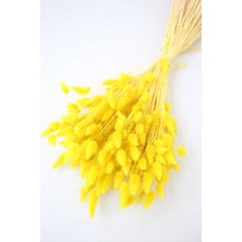 Hidden Botanics Kuru Çiçek Pamuk Otu (Yerli) Sarı Lagurus 40 Dal - Dekoratif Tavşan Kuyruğu Aranjmanı - 40-45 cm Bohem Ev Dekoru