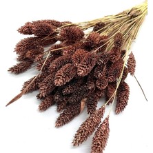 Hidden Botanics Kahverengi Kuş Otu (Phalaris) Kuru Çiçek, Ortalama 35 Sap, 40-45 cm Boy