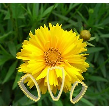 Dinç Kitchen Calliopsis Çiçek Yapım Seti 3lü