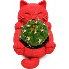 Msv Studio 3d Msv Studio Dekoratif Kedi Saksı / Sukulent ve Kaktüs Için Mini Saksı 2’li