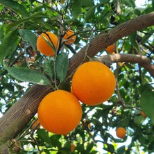 Labari 4 kg Portakal Anamur Portakalı Akdeniz Portakalı