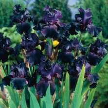 CSY 3 Adet Karışık Renk  Iris (Süsen) Çiçeği Soğanı .sarı Siya Beyaz Yeni Mahsul...