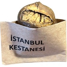 Kestane Magnet