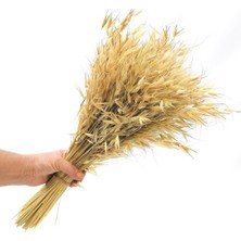 Hidden Botanics Premium Naturel Kuru Çiçek Yulaf Otu Demeti 50 cm - Bohem Ev Dekorasyonu Vazo Çiçeği