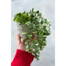 Kitchen Dream Yapay Çiçek Plastik Saksıda Yeşil Okaliptus Sarkıtı Dere Taşı Detaylı Bej Renk