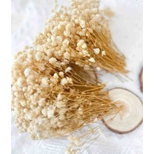Handmade Krem Cipso Şoklanmış Uzun Ömürlü Süslemeler Için Hediyelik Tasarımlara 50 Dal Mini Cipso