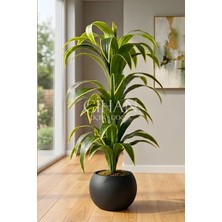 Cihan Çiçekçilik Küre Saksılı Yapay 150 cm Dracaena Fragrans Ağacı