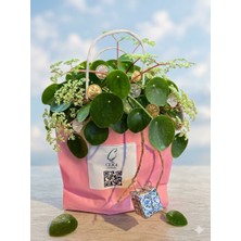 Ceka Botanik - Özel Tasarım Para Çiçeği (Pilea Peperomioides) - Şık Canlı Salon Bitkisi