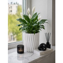 Triora Design Modern Dekoratif Saksı - 16 cm Dikey Dalgalı Tasarım Çiçek Saksısı Salon Ofis Vazo