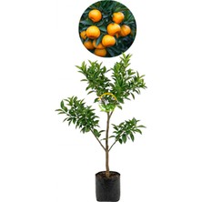 Fidan Sepetim 3 Yaş Aşılı W Murcott Mandalina Fidanı