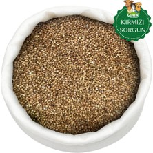 Gemlik Yem Kırmızı Sorgum - Süpürge Tohumu