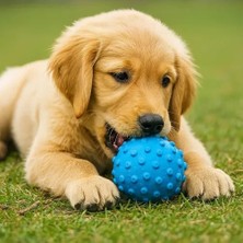 Uravas Store Mey Ithalat®  Petzoom Mavi Dikenli Köpek Oyun Topu