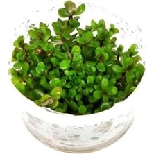 MWX Teknoloji Rotala Sp Bonsai Saksı Canlı Bitki