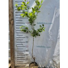 Bitkifidan Papaz Erik Fidanı 2 yaş (100-120 cm)