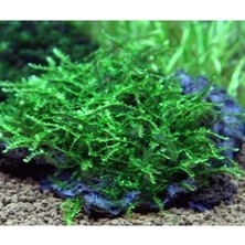 MWX Teknoloji Creeping 5x5 Yeni Sarım Canlı Bitki