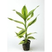 Sayemons Dracaena Sanderiana Saksı Canlı Bitki