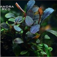 Sayemons Bucephalandra Brownie Red Saksı Canlı Bitki
