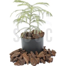 Sayemons Natural Dekoratif Çam Kabuğu, Kahverengi, 20-40 Mm, 1 Litre, Iç ve Dış Mekan Peyzaj Süslemesi Için, Organik Bahçe Malzemesi