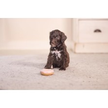 Sayemons Köpek Oyuncağı, Sesli,, Lateks, 7X7X3CM