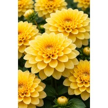 Ucuzluk Diyarı 4 Adet Yıldız Çiçeği Soğanı ( Dahlia Yumrusu ) Sarı Renk