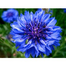 Ucuzluk Diyarı 2 Adet Yıldız Çiçeği Soğanı ( Dahlia Yumrusu ) Mavi Renk