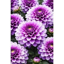 Ucuzluk Diyarı 2 Adet Yıldız Çiçeği Soğanı ( Dahlia Yumrusu ) Ithal Renk
