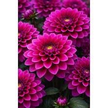 Ucuzluk Diyarı 3 Adet Yıldız Çiçeği Soğanı ( Dahlia Yumrusu ) Koyu Pembe Renk