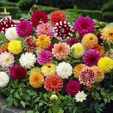 9 Adet Yıldız Çiçeği Soğanı ( Dahlia Yumrusu ) Karışık Renk