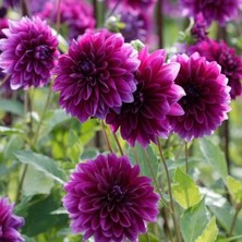 4 Adet Yıldız Çiçeği Soğanı ( Dahlia Yumrusu ) Eflatun Renk