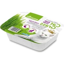 Erdo Ticaret Doğal Sindirimi Destekleyici Kedi Çimi