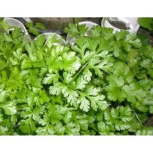 Erdo Ticaret Kişniş Tohumu (10 Gr)