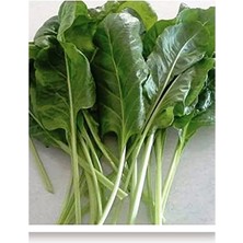Erdo Ticaret 100 Adet Yerli Pazı Sarma Tohumu, Bahçe Için Ideal