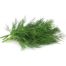 Erdo Ticaret Kokulu Dereotu Tohumu - 5 Gram