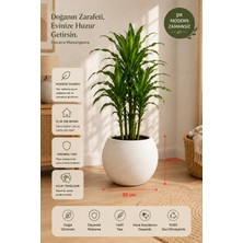 Can Botanik Yuvarlak Küre Saksı 20CM Plastik Içliksiz Modern Saksı