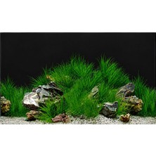 Arka Fon NO:9022 Yeşillik 50 cm Uzunluk (60 cm Yükseklik)