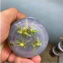 Ohbe Express Echinodorus Rose In Canlı Bitki