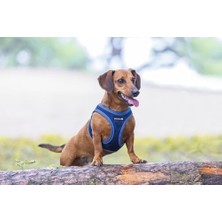Ohbe Express Köpek Göğüs Tasması, Neopren, Mavi, Xs, 30-35CM