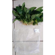 NetX Canlı Bitki L019E  Anubias Barteri Var Nana (Type  E)