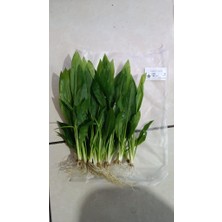 NetX Canlı Bitki L065 Echinodorus Amazonicus