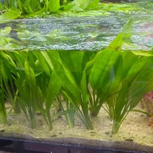 NetX Canlı Bitki L067 Echinodorus Argentinensis