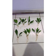 NetX Canlı Bitki L279 Anubias Congensis Broad