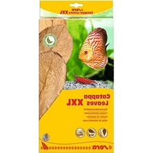 Die Grup Catappa Yaprağı Xxl 32 cm