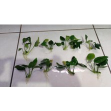 NetX Canlı Bitki L019B  Anubias Barteri Var Nana (Short )