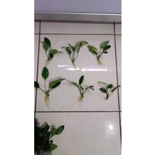 NetX Canlı Bitki L015 Anubias Barteri Var Barteri 4-5-6 Yaprak