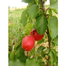 Fidanzade Red Summer Kayısı Fidanı 3 Yaşlı 150CM