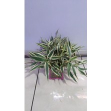 NetX Canlı Bitki L063 Dracaena Sanderiana